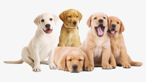 Flagacan Cachorros , Png Download - Cachorros Em Png, Transparent Png, Transparent PNG
