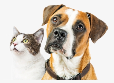 Biovet Greece, HD Png Download, Transparent PNG