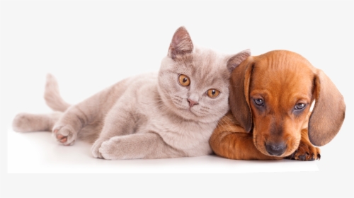 Thumb Image - Cats And Dogs Clipart, HD Png Download, Transparent PNG