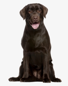 Attentive Chocolate Labrador Retreiver - Labrador Png, Transparent Png, Transparent PNG