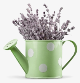 Lavender In Watering Can - Lavaner In Watering Can, HD Png Download, Transparent PNG