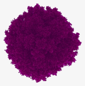 #arbol #arbusto #circulo #naturaleza #morado #arboles - Eye Shadow, HD Png Download, Transparent PNG