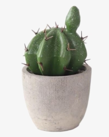 Image - Mini Potted Cactus, HD Png Download, Transparent PNG