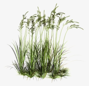 Tall Grass Png, Transparent Png, Transparent PNG