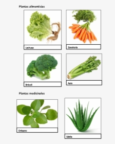 Plantas Alimenticias Con Sus Nombres, HD Png Download, Transparent PNG
