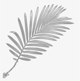 Palm Trees, HD Png Download, Transparent PNG