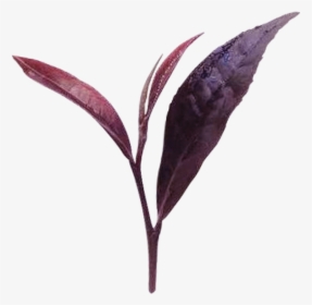 Herb Img - Purple Tea Extract Png, Transparent Png, Transparent PNG