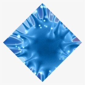 Transparent Chemicals Png - Skate, Png Download, Transparent PNG