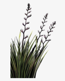 Flax Plant Nz Png , Png Download - Flax Plant Png, Transparent Png, Transparent PNG