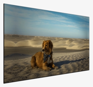 Desert Dog - Canvas Print - Alaska Kombi Life Dog, HD Png Download, Transparent PNG