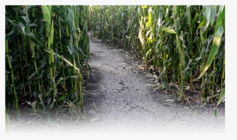 Sugarcane , Png Download - Corn Maze In Petaluma California, Transparent Png, Transparent PNG