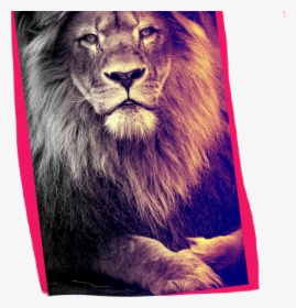 Lion Hd Wallpaper Iphone, HD Png Download, Transparent PNG
