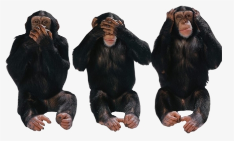Hear No Evil Png - Blind Deaf Dumb Monkeys, Transparent Png, Transparent PNG