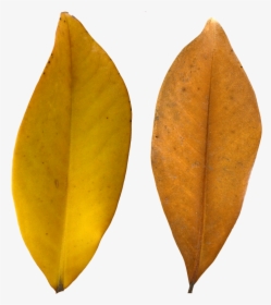 Leaf Texture Png, Transparent Png, Transparent PNG
