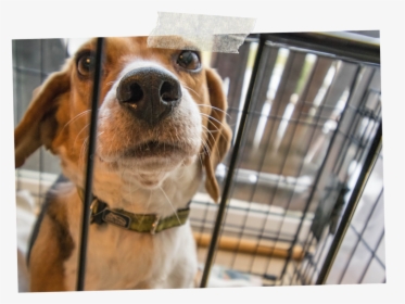 Securing Dog Crate In Car, HD Png Download, Transparent PNG