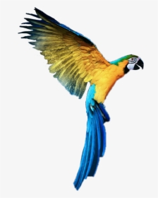 #loros #animales #aves - Parrot Png For Picsart In Hd, Transparent Png, Transparent PNG