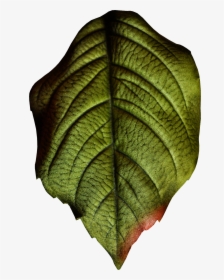 Hand Painted Realistic Texture Leaf Png Transparent - Realistic Leaf Png, Png Download, Transparent PNG