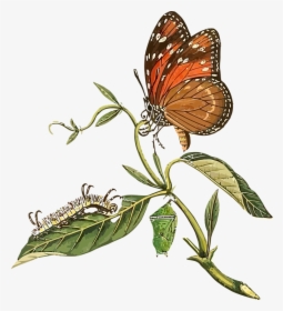 Catepillar To Butterfly Clipart, HD Png Download, Transparent PNG