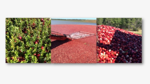 Cranberries Png, Transparent Png, Transparent PNG