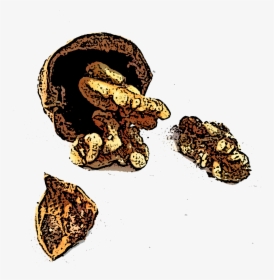 Tiko-walnuts - Illustration, HD Png Download, Transparent PNG