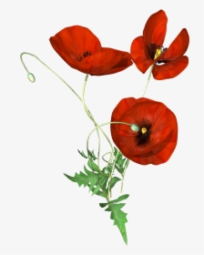 Hand Painted Three Poppies Png Transparent - Corn Poppy, Png Download, Transparent PNG