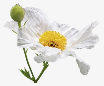 Matilija Poppy Png, Transparent Png, Transparent PNG