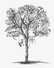 Knobthorn-grey - Mexican Pinyon, HD Png Download, Transparent PNG