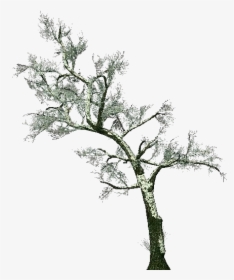 3d Trees - Common Hawthorn - Acca Software - Biancospino Albero Png, Transparent Png, Transparent PNG