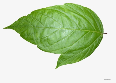Background Png Leaf Transparent - Transparent Background Leaf Png, Png Download, Transparent PNG