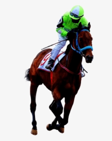 Race Horse White Background, HD Png Download, Transparent PNG