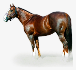 Cavalo Dash Ta Fame , Png Download - Raison D Etat Stallion, Transparent Png, Transparent PNG