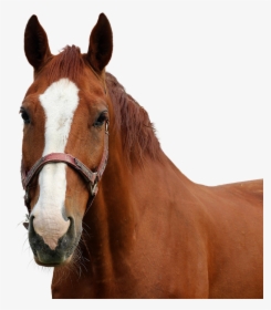 Horse, Horse Head, Isolated, Nature, Animal, Coupling - Transparent Horse Head, HD Png Download, Transparent PNG