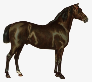 Конь, Скаковая Лошадь, Парнокопытные, Horse, Racehorse, - Render Caballo, HD Png Download, Transparent PNG