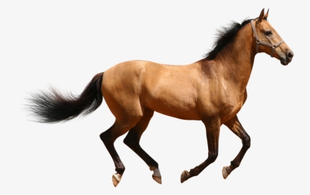 Transparent Cavalo Png - Female Horse Png, Png Download, Transparent PNG