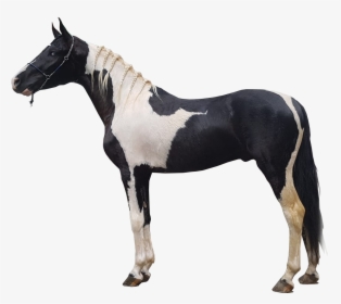 Cavalo Preto E Branco - Cavalos Preto Png, Transparent Png, Transparent PNG
