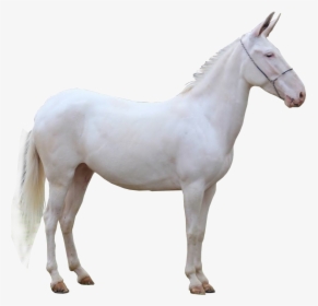 Cavalo - Mustang Horse, HD Png Download, Transparent PNG