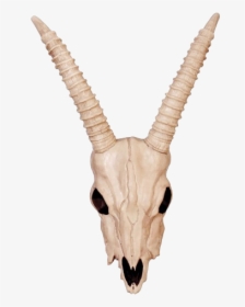 Gazelle Skull, HD Png Download, Transparent PNG
