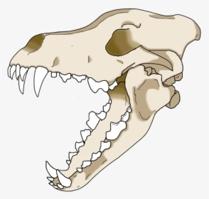 Wolf Skull Png - Wolf Skull Drawing Transparent, Png Download, Transparent PNG