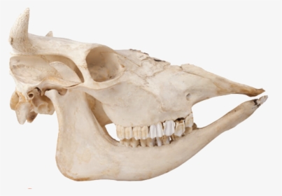 Skeleton Animal Bones Png, Transparent Png, Transparent PNG