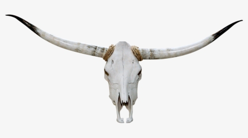 Collection Of Free Transparent Skull Longhorn Download - Head Bull Skull Png, Png Download, Transparent PNG