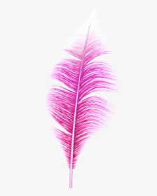 Transparent Feathers Png - Feather Pink Png, Png Download, Transparent PNG
