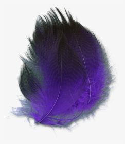 Dyed Gadwall - Purple - Oval, HD Png Download, Transparent PNG