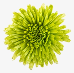 Click To Enlarge Image Green Novelty Athos - Dandelion, HD Png Download, Transparent PNG