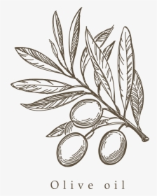 Mediterranean Cuisine Olive Drawing Sketch - Olive Branch Drawing Png, Transparent Png, Transparent PNG