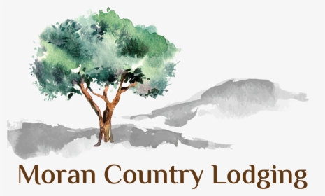 Moran Lodge Logo - Olive Tree Illustration Png, Transparent Png, Transparent PNG