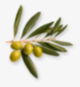 Olive Branch - Ledum, HD Png Download, Transparent PNG
