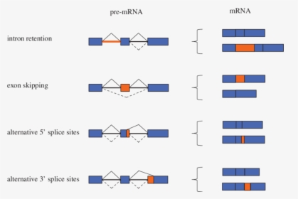 Types Of Alternative Splicing Events, HD Png Download, Transparent PNG