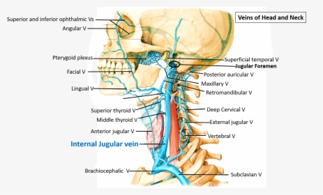 Course Of Internal Jugular Vein - Left External Jugular Vein Anatomy, HD Png Download, Transparent PNG