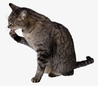 Cat Png - Cat Licking Paw Png, Transparent Png, Transparent PNG
