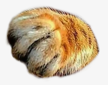 #catspaw #southpaw #kittypaw #cat #paws #feline #paw - Malacosoma Disstria, HD Png Download, Transparent PNG